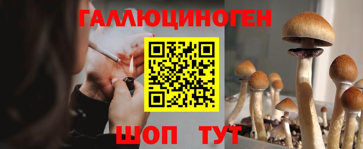 Псилоцибиновые грибы Cubensis Прохладный
